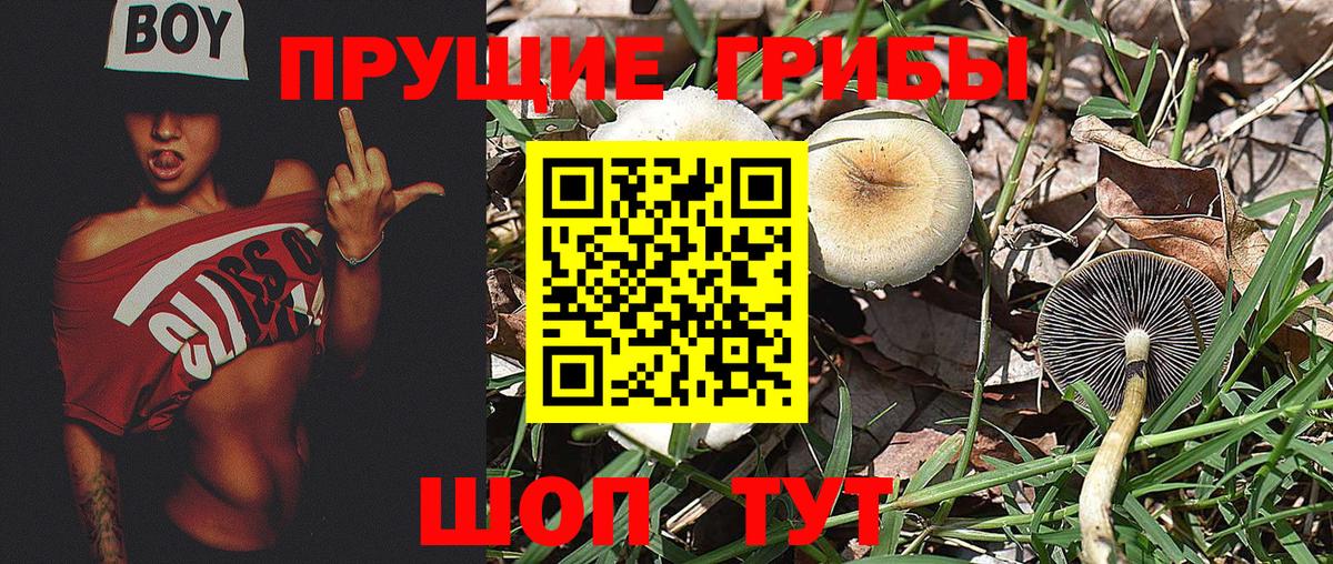 Ишим  Галлюциногенные грибы MAGIC MUSHROOMS  Вход с VPN  Псилоцибиновые грибы Psilocybine cubensis 
